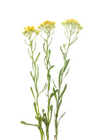 Attēlu rezultāti vaicājumam “Helichrysum arenarium”