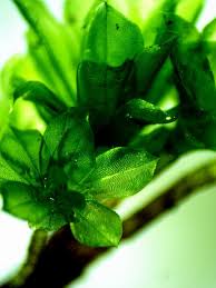 Attēlu rezultāti vaicājumam “Rhodobryum roseum”