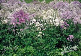 Attēlu rezultāti vaicājumam “Thalictrum aquilegifolium fruit”
