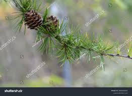 Attēlu rezultāti vaicājumam “Larix kaempferi leaf”