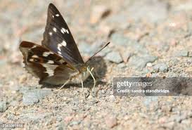 Attēlu rezultāti vaicājumam “Apatura iris male”