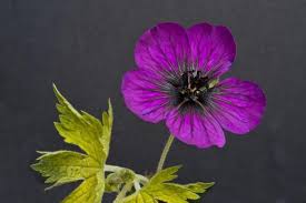 Image result for Geranium `Sandrine`
