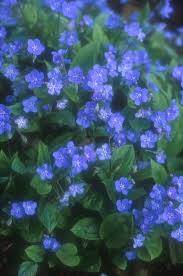 Attēlu rezultāti vaicājumam “Omphalodes verna leaf”