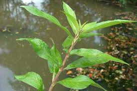 Attēlu rezultāti vaicājumam “Cribraria costata stalked”