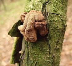 Attēlu rezultāti vaicājumam “Encoelia furfuracea”