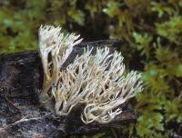 Attēlu rezultāti vaicājumam “Lentaria sp.”