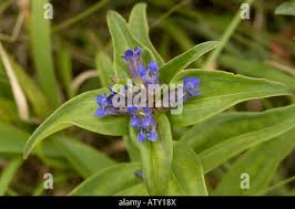 Attēlu rezultāti vaicājumam “Gentiana cruciata bud”