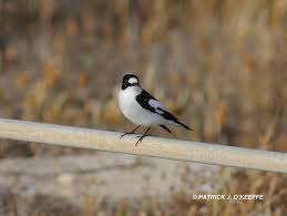 Image result for Ficedula albicollis