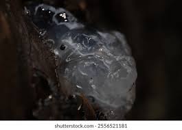 Attēlu rezultāti vaicājumam “Myxarium nucleatum”