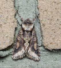 Attēlu rezultāti vaicājumam “Allophyes oxyacanthae”