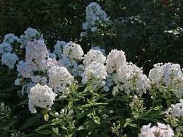 Image result for Phlox (großblumig)