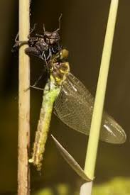 Attēlu rezultāti vaicājumam “Somatochlora flavomaculata”