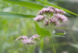 Attēlu rezultāti vaicājumam “Eupatorium cannabinum leaf”