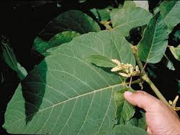 Attēlu rezultāti vaicājumam “Reynoutria sachalinensis leaf”