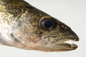 Image result for Sander vitreus