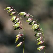 Attēlu rezultāti vaicājumam “Melica nutans flower”