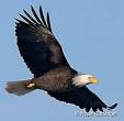 Eagle Myths and Legends @ baldeagleinfo.