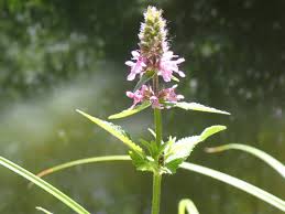 Attēlu rezultāti vaicājumam “Stachys palustris flower”