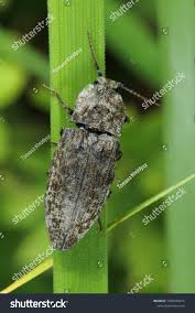 Attēlu rezultāti vaicājumam “Agrypnus murinus”