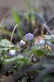 Attēlu rezultāti vaicājumam “Hepatica nobilis flower”