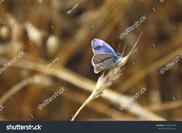 Attēlu rezultāti vaicājumam “Agrodiaetus amandus”