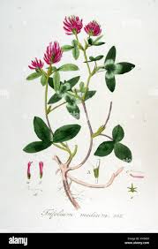 Attēlu rezultāti vaicājumam “Trifolium medium leaf”