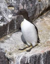 Image result for Uria aalge