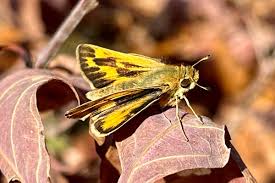 Attēlu rezultāti vaicājumam “Hesperiidae”