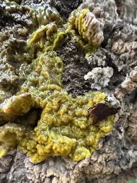 Attēlu rezultāti vaicājumam “Fuligo gyrosa plasmodium”