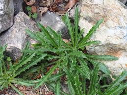 Attēlu rezultāti vaicājumam “Carlina biebersteinii bud”