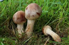 Attēlu rezultāti vaicājumam “Psathyrella lacrymabunda”