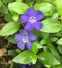 Attēlu rezultāti vaicājumam “Vinca minor flower”