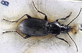 Attēlu rezultāti vaicājumam “Pterostichus niger”