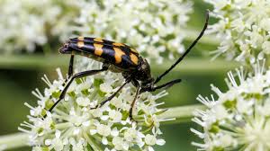 Attēlu rezultāti vaicājumam “Leptura quadrifasciata”
