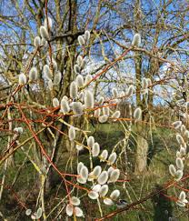 Attēlu rezultāti vaicājumam “Salix daphnoides subsp. acutifolia bud”