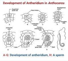 Attēlu rezultāti vaicājumam “Anthocerotopsida”