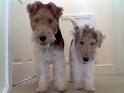 Wirehaired Fox Terrier Information and Pictures