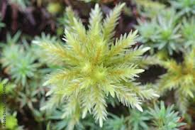 Attēlu rezultāti vaicājumam “Climacium dendroides”