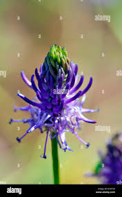 Attēlu rezultāti vaicājumam “Phyteuma spicatum”