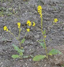 Attēlu rezultāti vaicājumam “Sinapis arvensis flower”