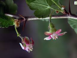 Attēlu rezultāti vaicājumam “Ribes uva-crispa flower”