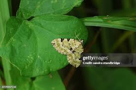 Attēlu rezultāti vaicājumam “Colostygia pectinataria male”