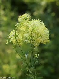 Attēlu rezultāti vaicājumam “Thalictrum flavum flower”