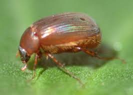 Attēlu rezultāti vaicājumam “Serica brunnea imago”