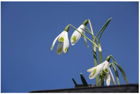 Attēlu rezultāti vaicājumam “Galanthus nivalis flower”