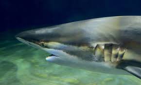 Image result for Carcharhinus brachyurus