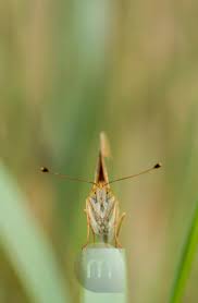 Attēlu rezultāti vaicājumam “Argynnis laodice male”