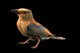 Attēlu rezultāti vaicājumam “Coracias garrulus”