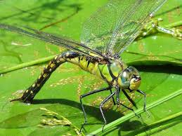 Attēlu rezultāti vaicājumam “Aeshnidae”