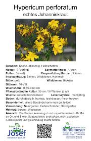 Image result for Johanniskraut